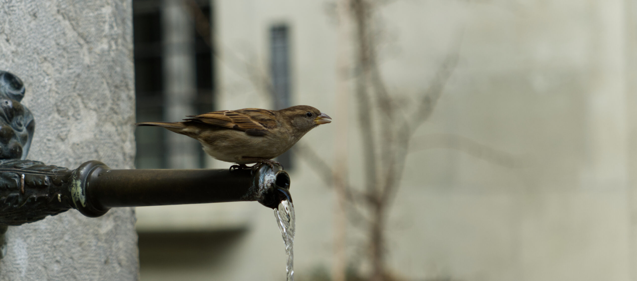 Spatz am Brunnen