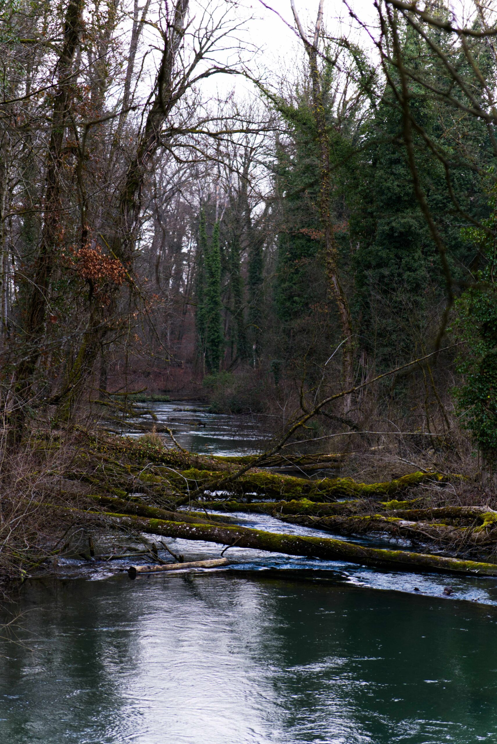 aare-mit-baum
